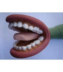 Model ust dla logopedów z ruchomym językiem