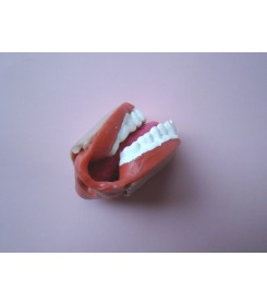 BUZIA - kolorowy model jamy ustnej